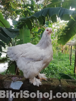 ব্রাহমা